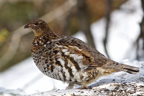 Ruffed Grouse, photo 9 of 9