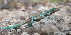 Cnemidophorus arubensis