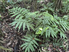 Meniscium reticulatum