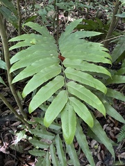 Meniscium reticulatum