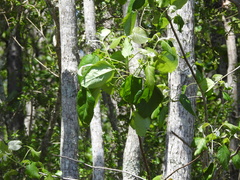 Image of Populus heterophylla
