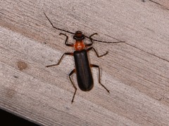 Podabrus quadratus