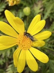 Platycheirus trichopus