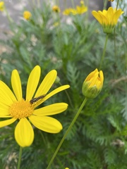 Platycheirus trichopus