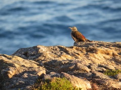 Geocolaptes olivaceus