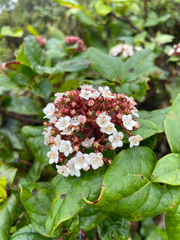 Viburnum treleasei