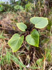 Hedera azorica