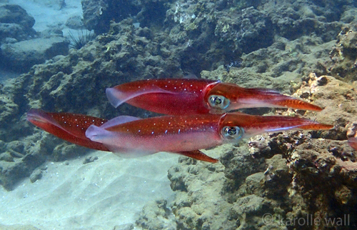 Bigfin Reef Squid