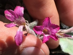 Cycladenia humilis