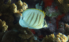 Chaetodon multicinctus