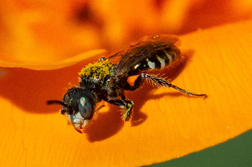 California Poppy Fairy Bee