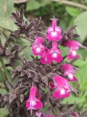 Salvia sprucei