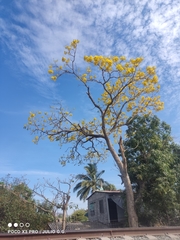 Roseodendron donnell-smithii