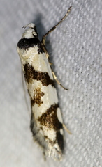 Oxythecta alternella