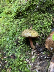 Amoenoboletus mcrobbii