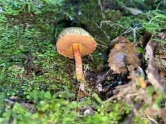 Amoenoboletus mcrobbii