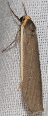 Palaeosia bicosta