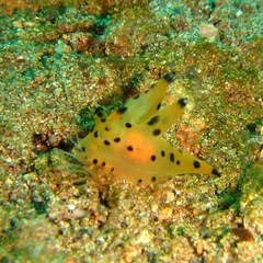 Thecacera