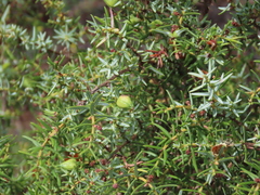 Juniperus navicularis