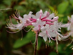 Rhododendron canescens image