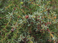 Juniperus navicularis