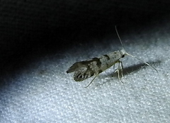 Argyresthia thuiella
