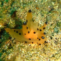 Thecacera