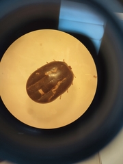 Rhipicephalus microplus