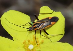 Hadrodemus