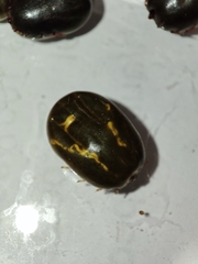 Rhipicephalus microplus