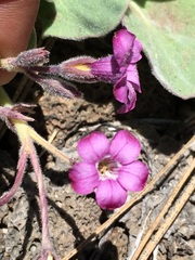 Cycladenia humilis