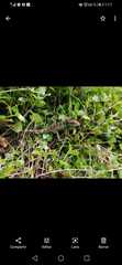 Anolis apollinaris
