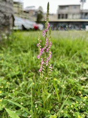 Spiranthes sinensis