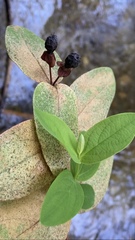 Hypericum grandifolium