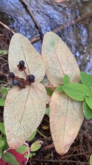 Hypericum grandifolium