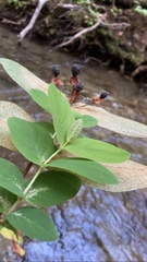 Hypericum grandifolium