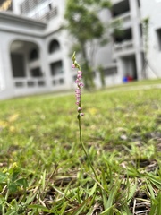 Spiranthes sinensis