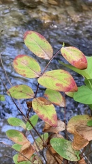Hypericum grandifolium