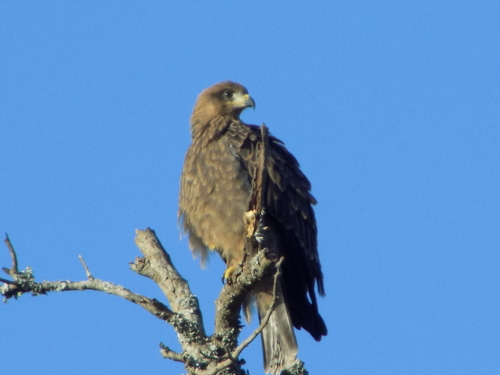 Black Kite