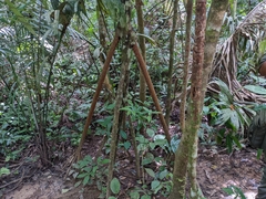 Socratea