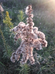 Solidago chilensis