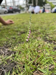 Spiranthes sinensis