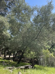 Olea europaea