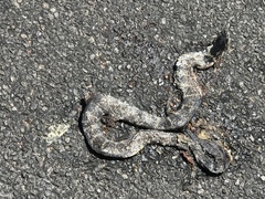 Lampropeltis splendida