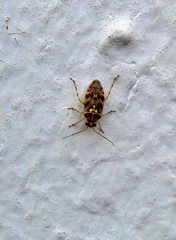 Tropidosteptes