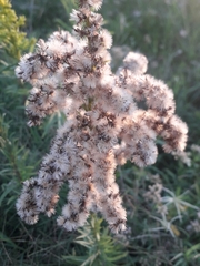 Solidago chilensis