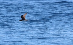 Pseudobulweria rostrata