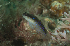 Asterropteryx striata