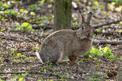 Oryctolagus cuniculus