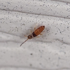 Entomobrya clitellaria